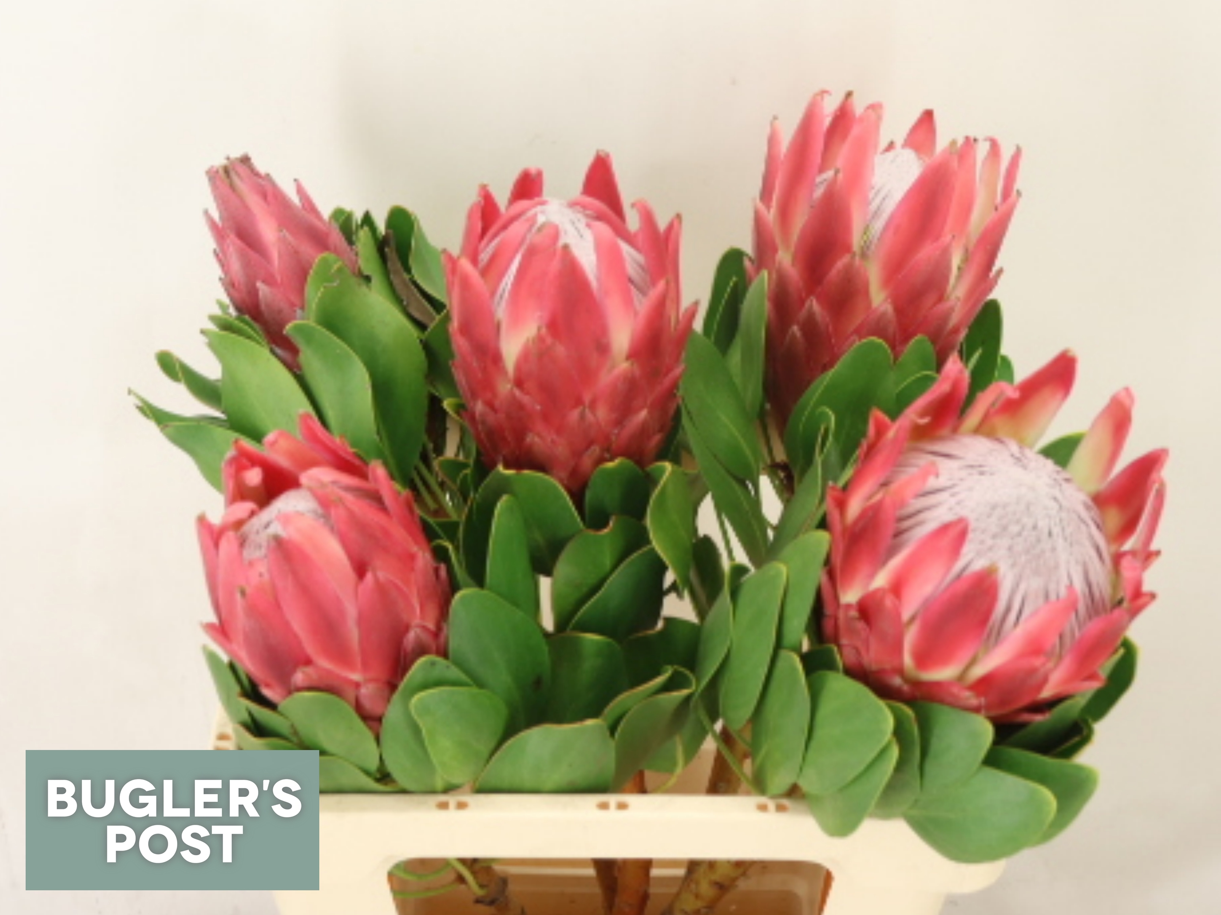 Protea Red Rex 60cm