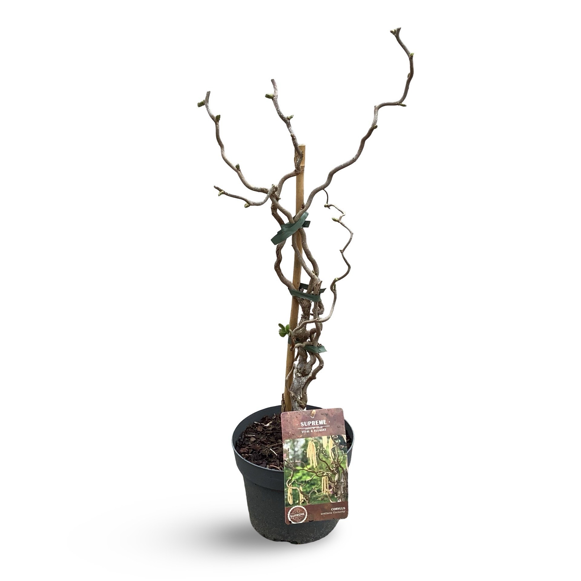 Shrubs Corylus avellana 'Contorta | Gardenline