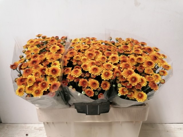 Chrys Santini Lexy 55cm 600Ø