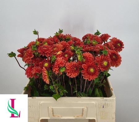 Dahlia Orange Fox 50cm