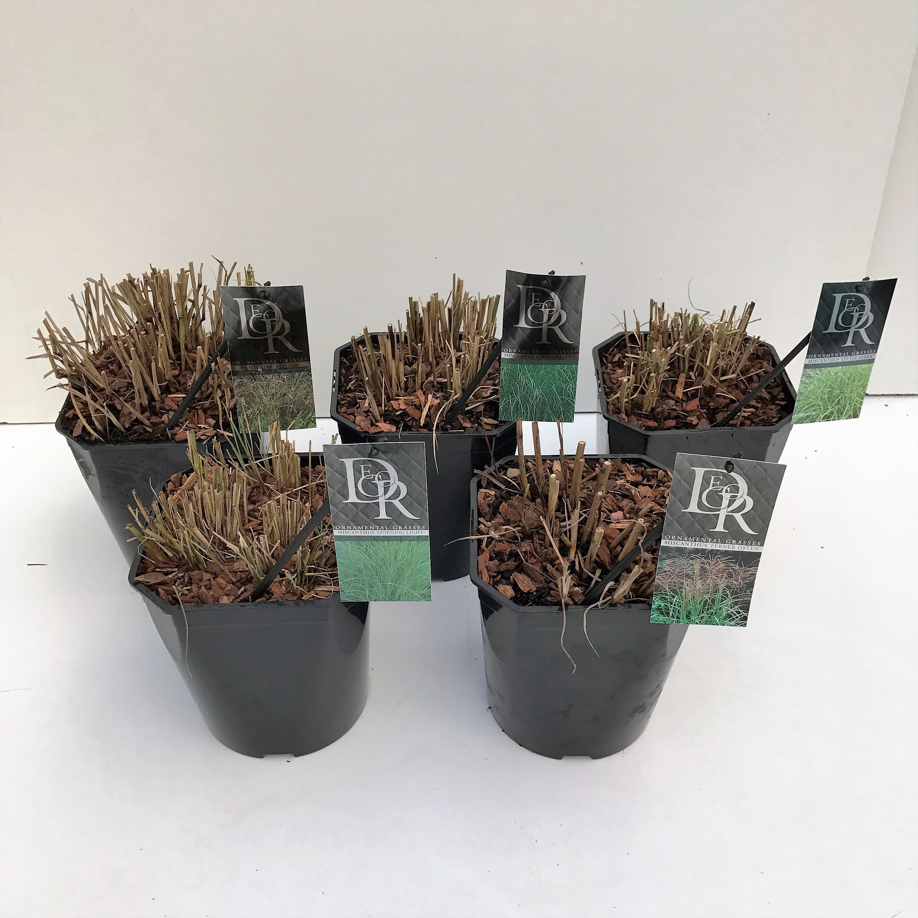 Picture of Grasses in varieties exclusive P23 (5 Ltr) SQUARE (LOOSE)