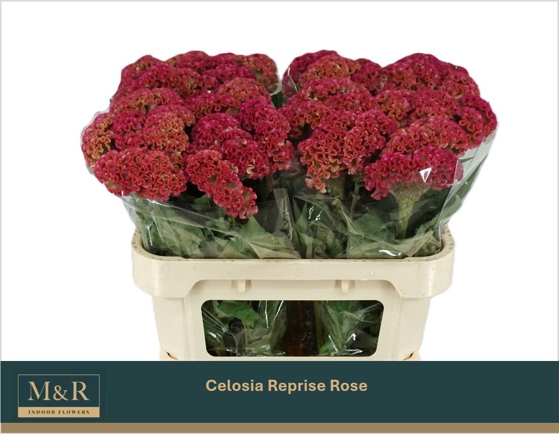 Celosia Reprise Rose 70cm