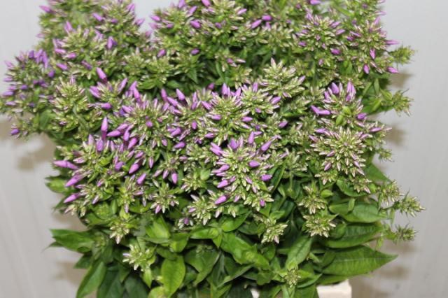 Phlox P Blue Boy