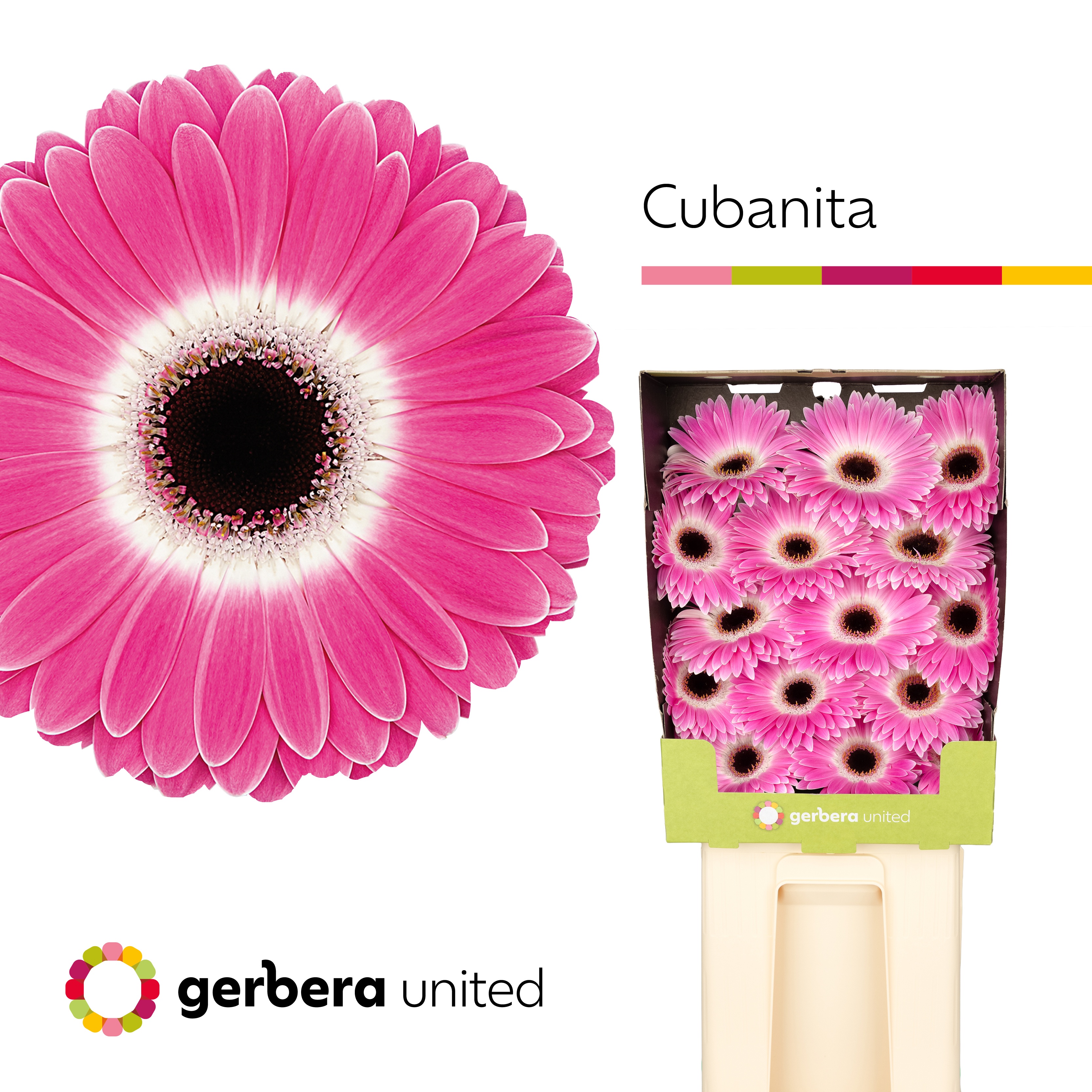Ge Gr Cubanita