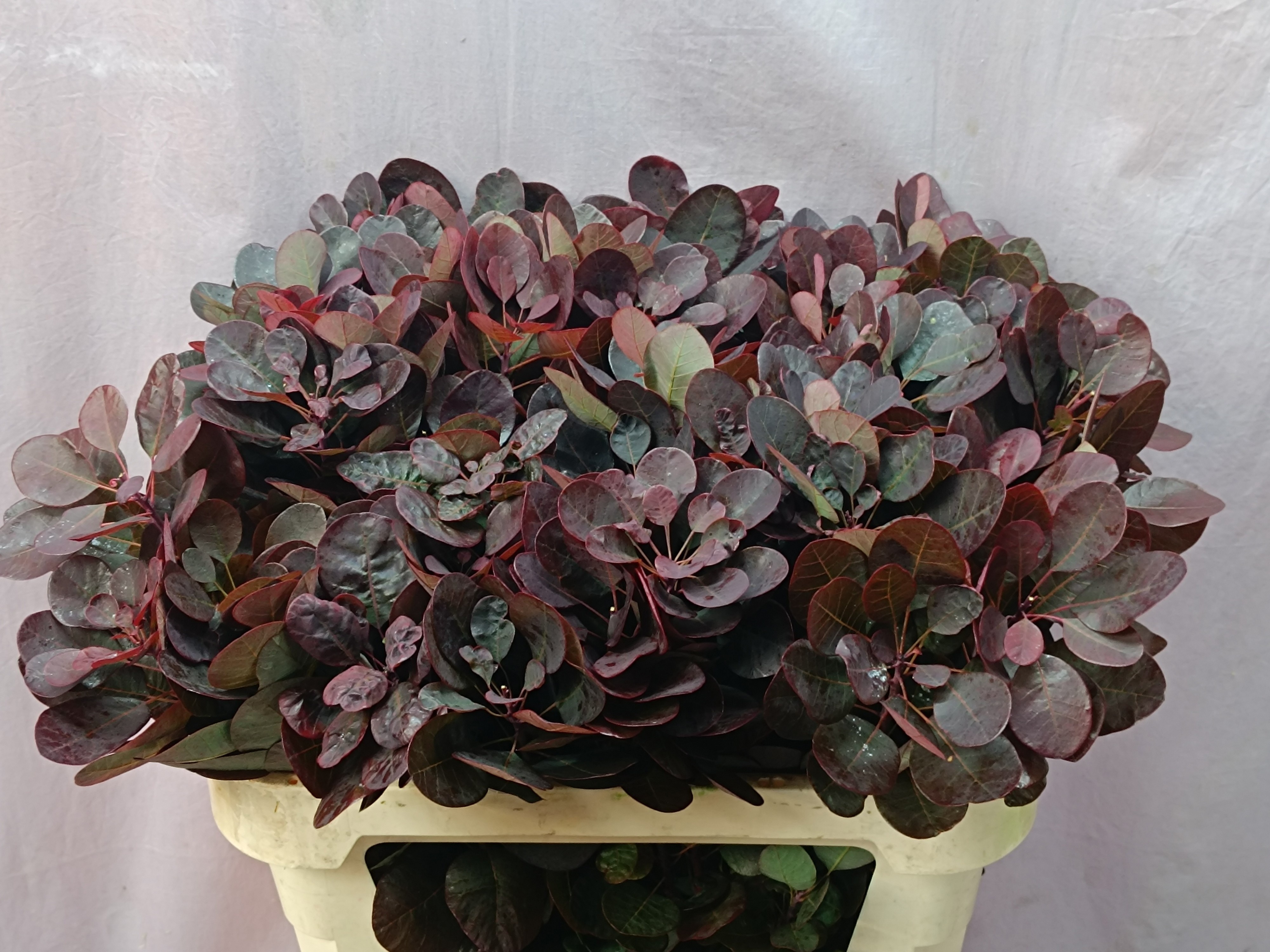 Cotinus Coggygria 70cm