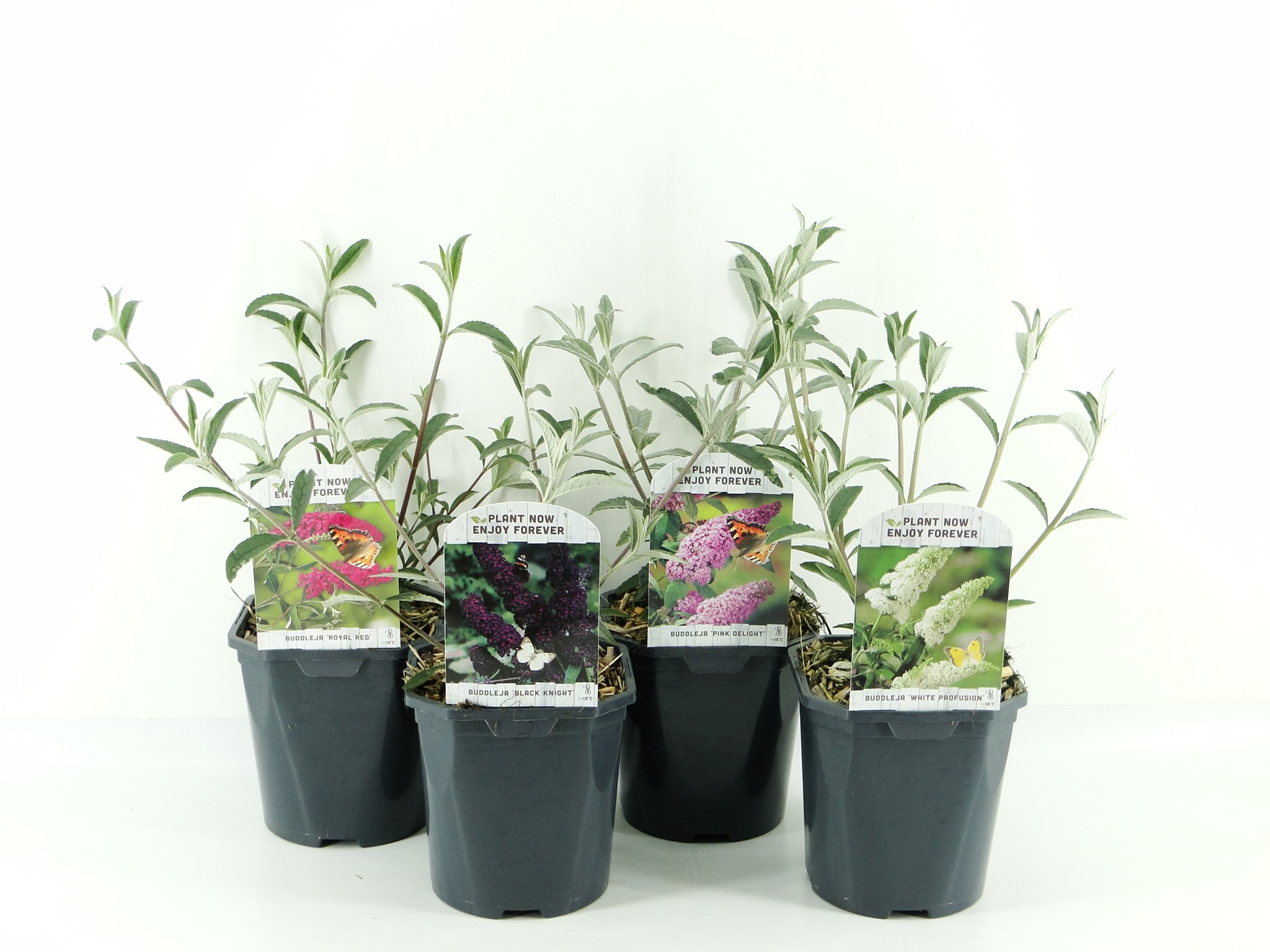 Picture of Buddleja davidii MIX shelve