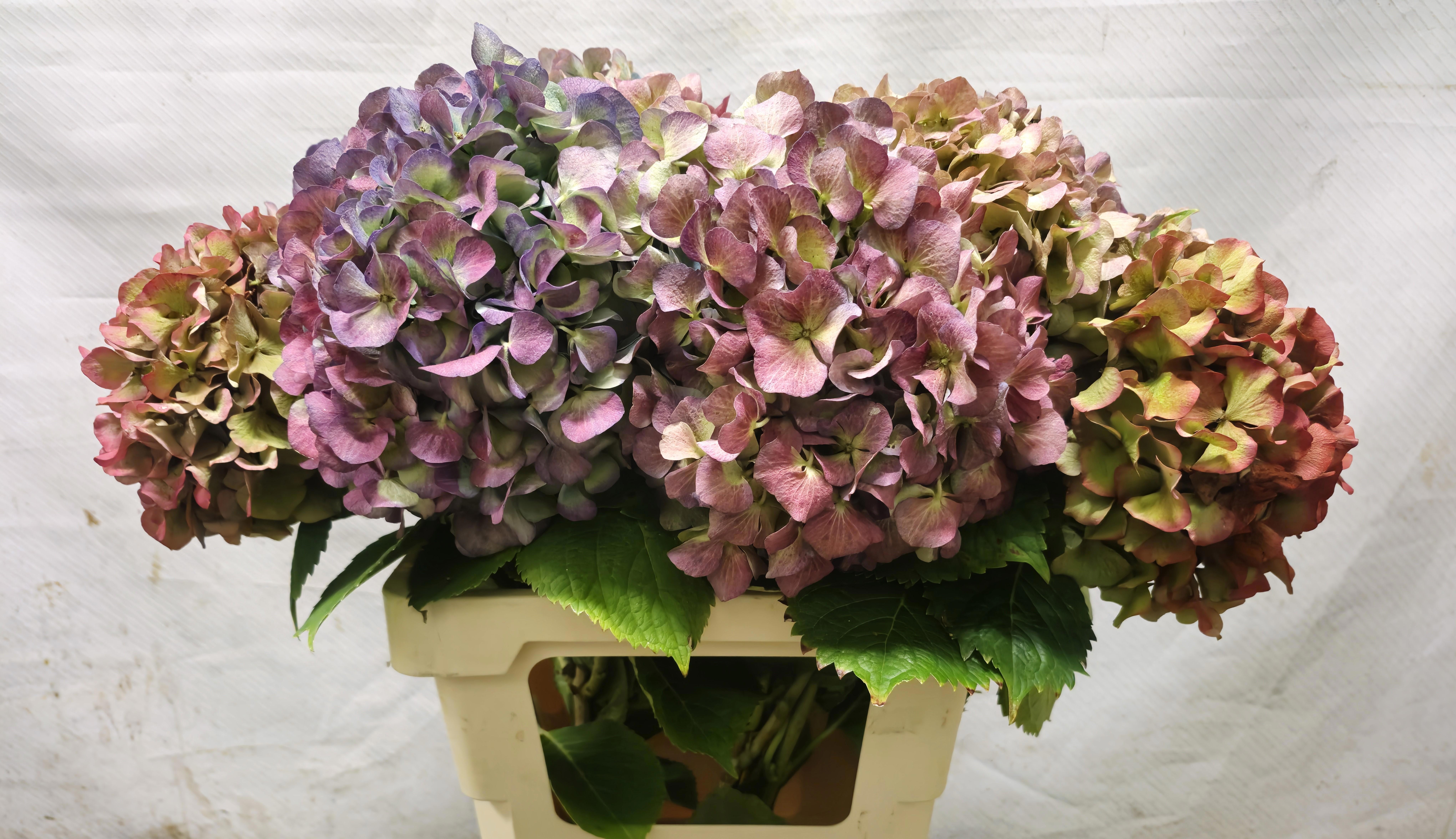 Hydrangea Antique 50cm 18Ø