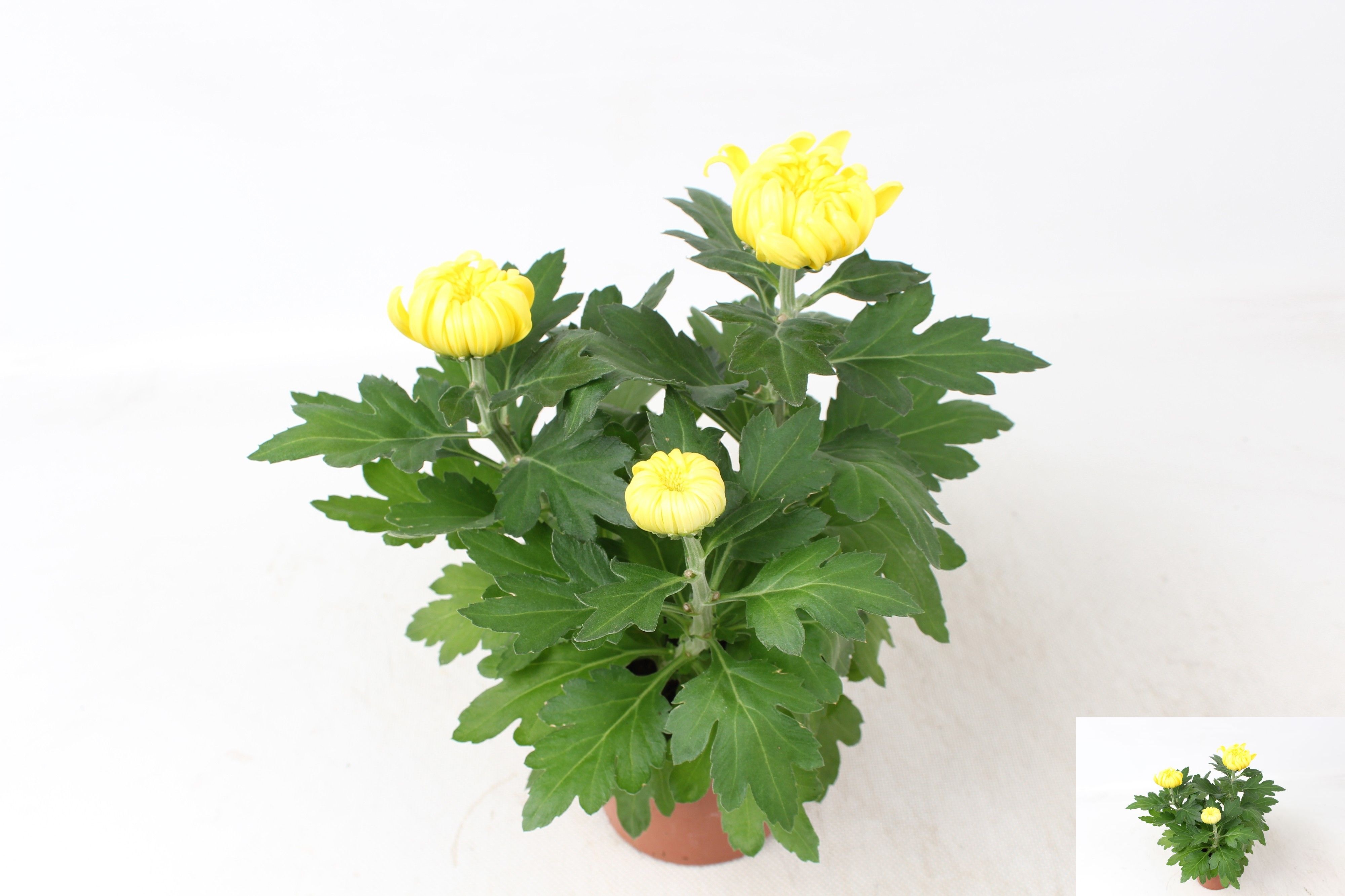 Chrys Cosmo Yellow 12Ø 30cm