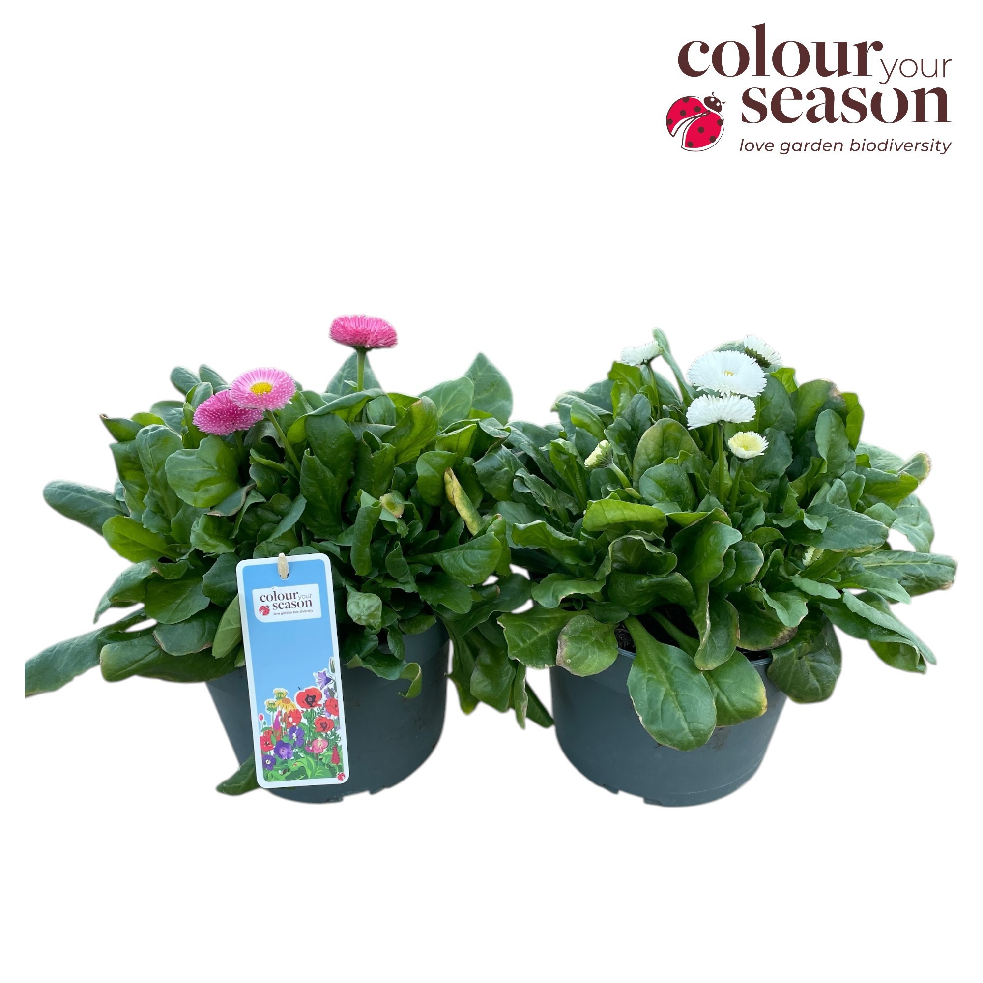 Bellis Tasso mix