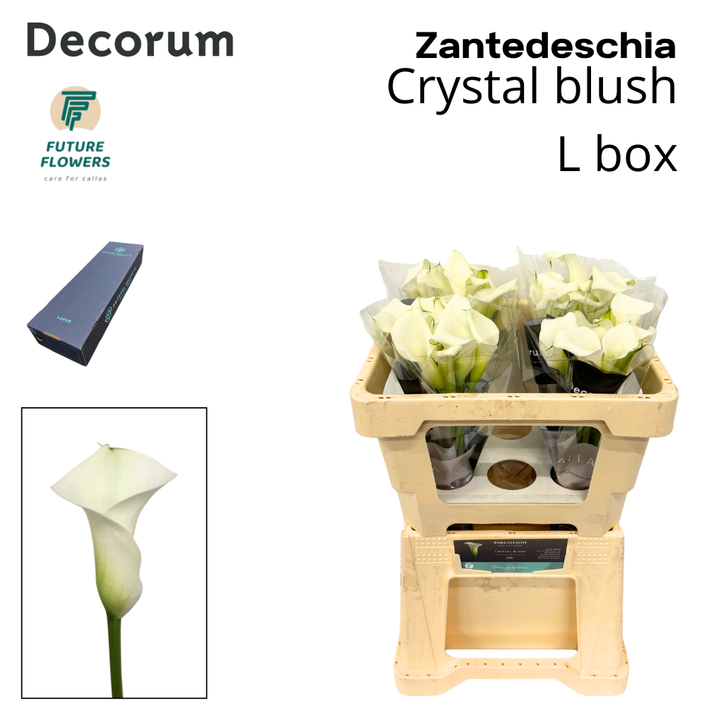 Zant Crystal Blush