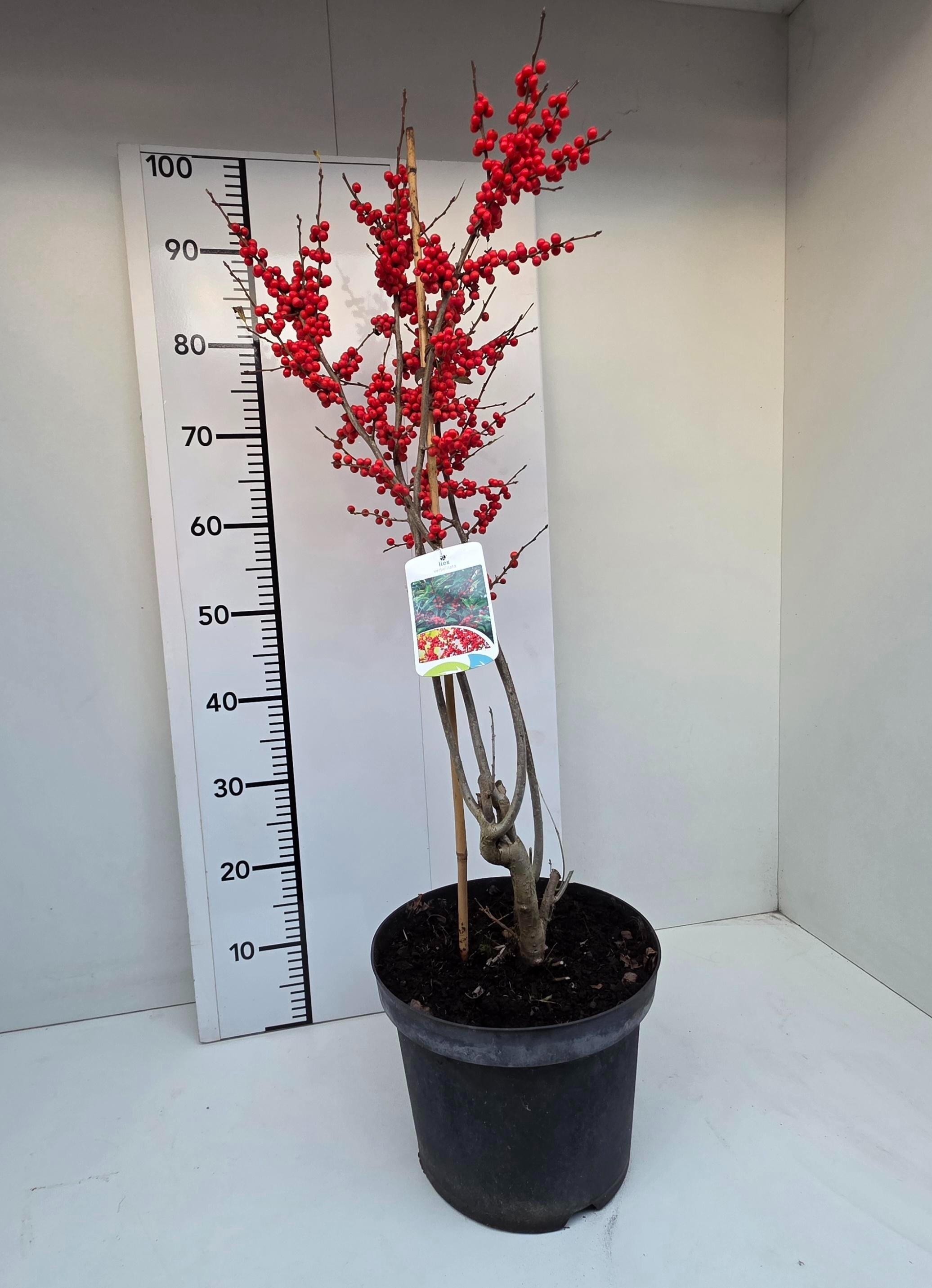 Ilex Verticillata 26P 90H