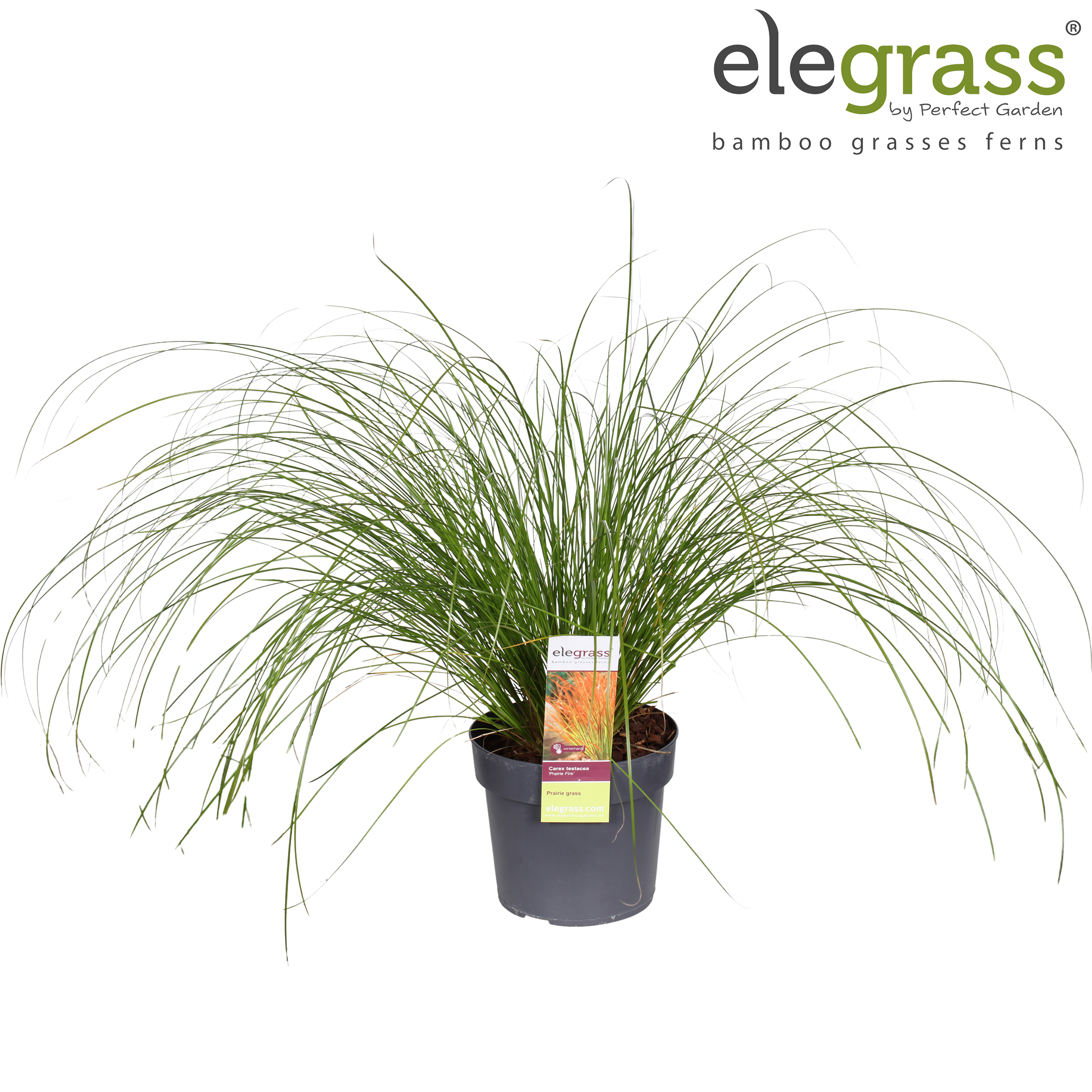 Picture of Carex testacea Prairie Fire P19 (3 Ltr)