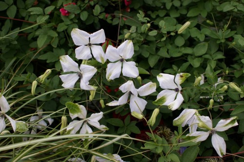 Clematis 'Alba Luxurians'