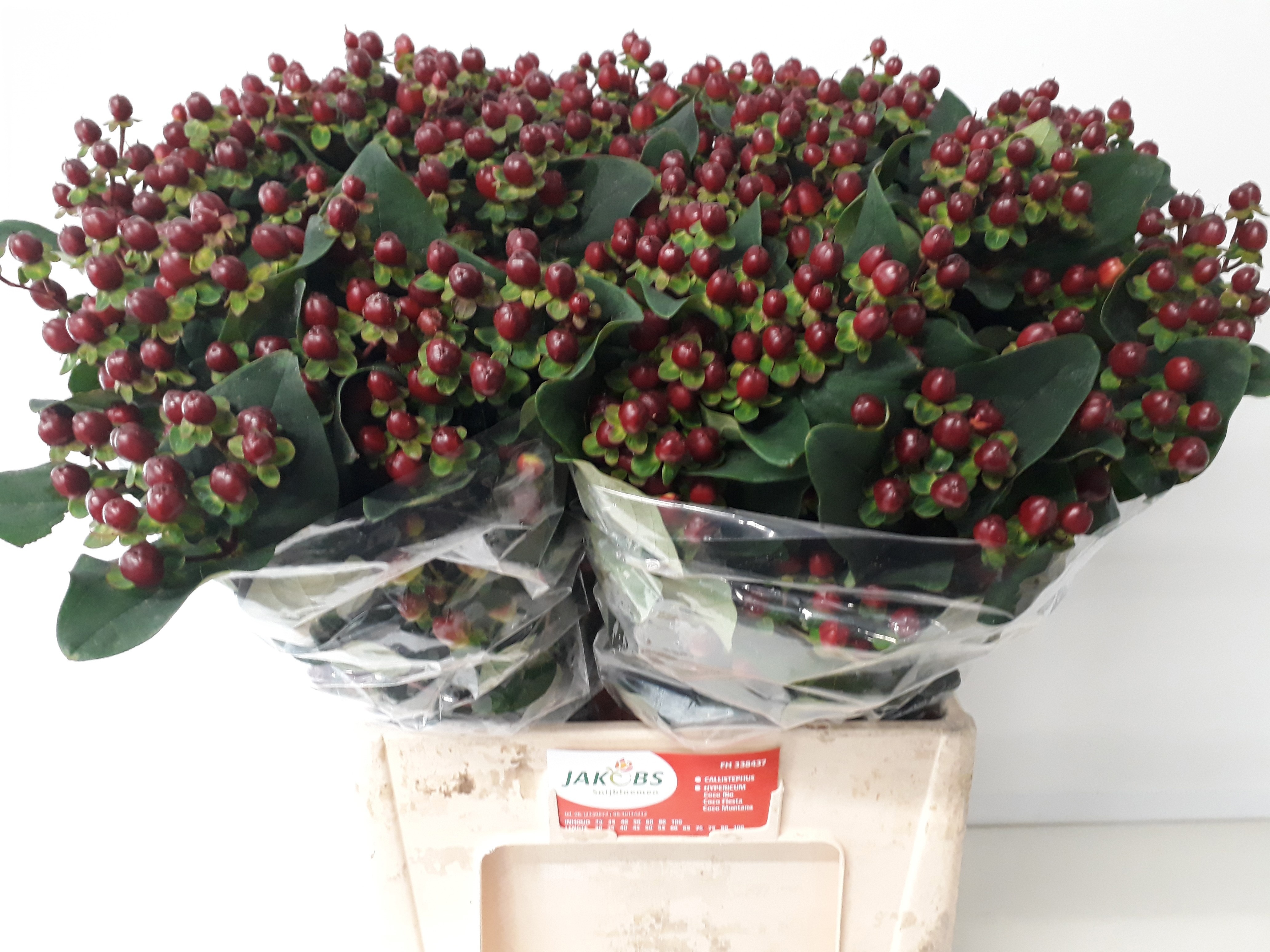 Hypericum Montana 60cm
