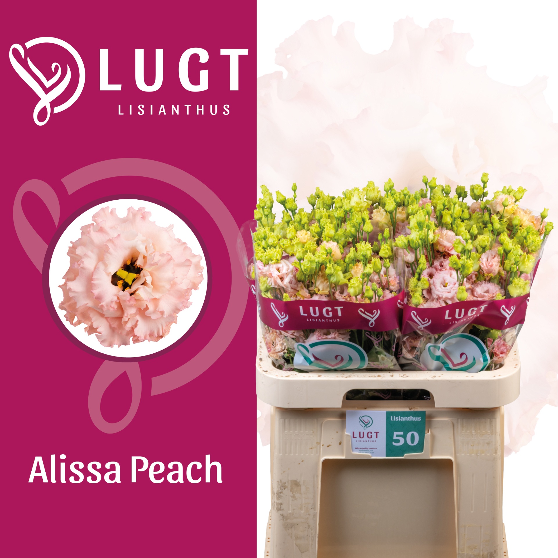 Eus G Alissa Peach