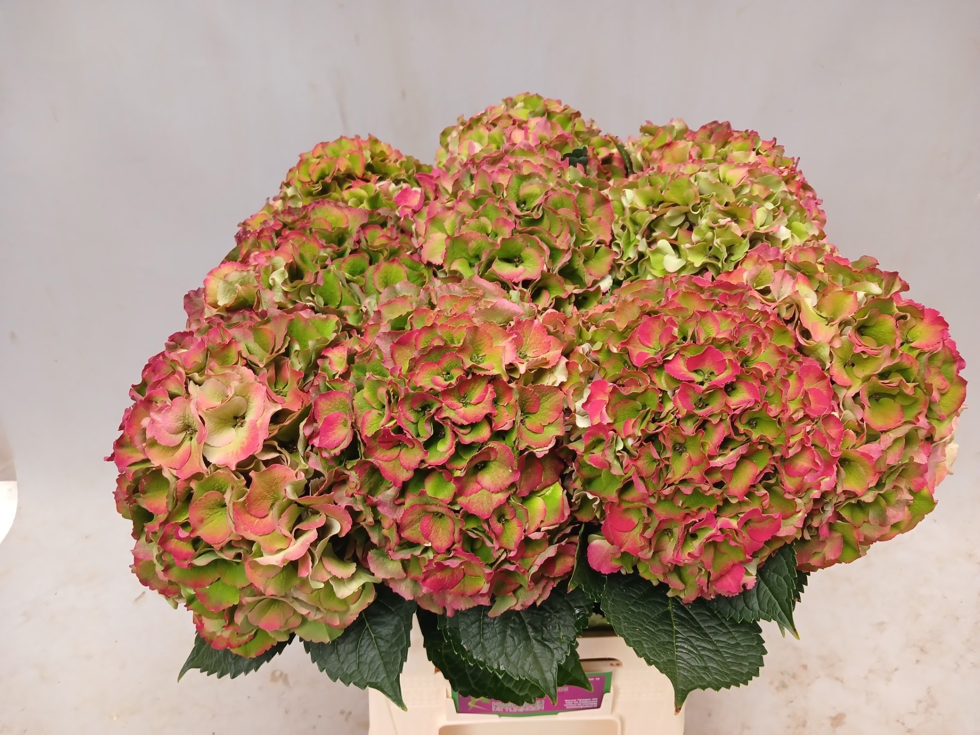 Hydrangea Royal Palace Classic 60cm 20Ø
