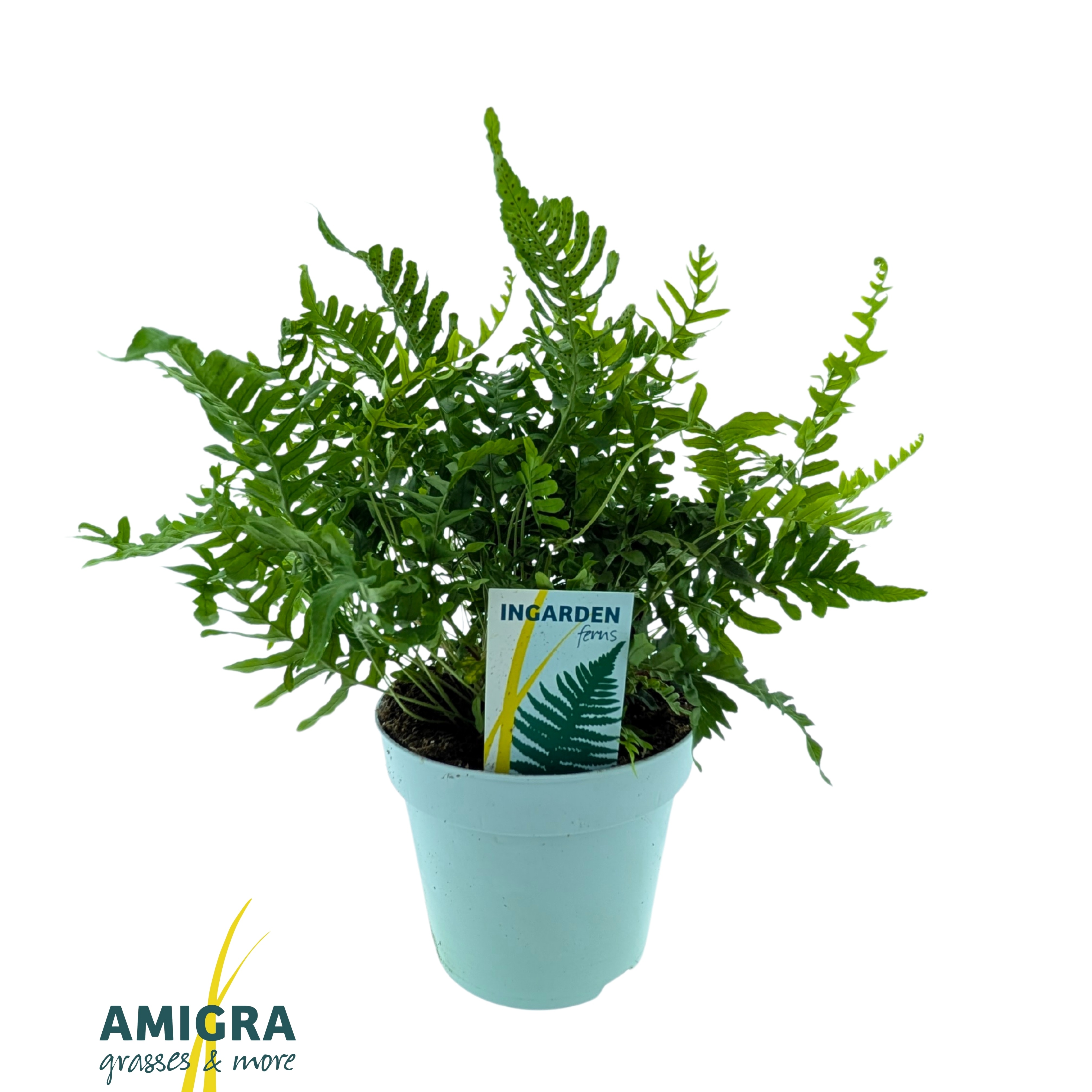 Picture of Polypodium vulgare