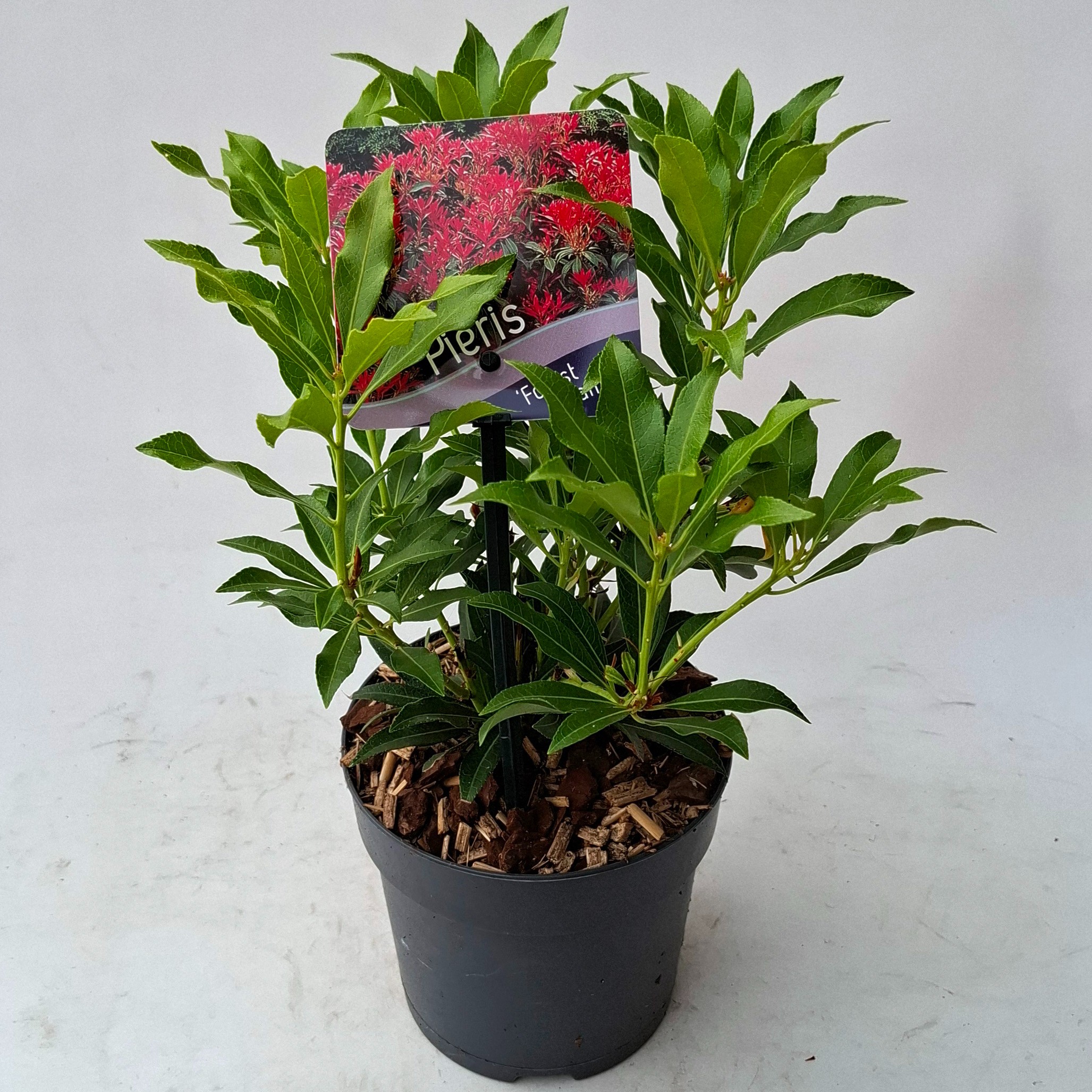Picture of Pieris 'Forest Flame'