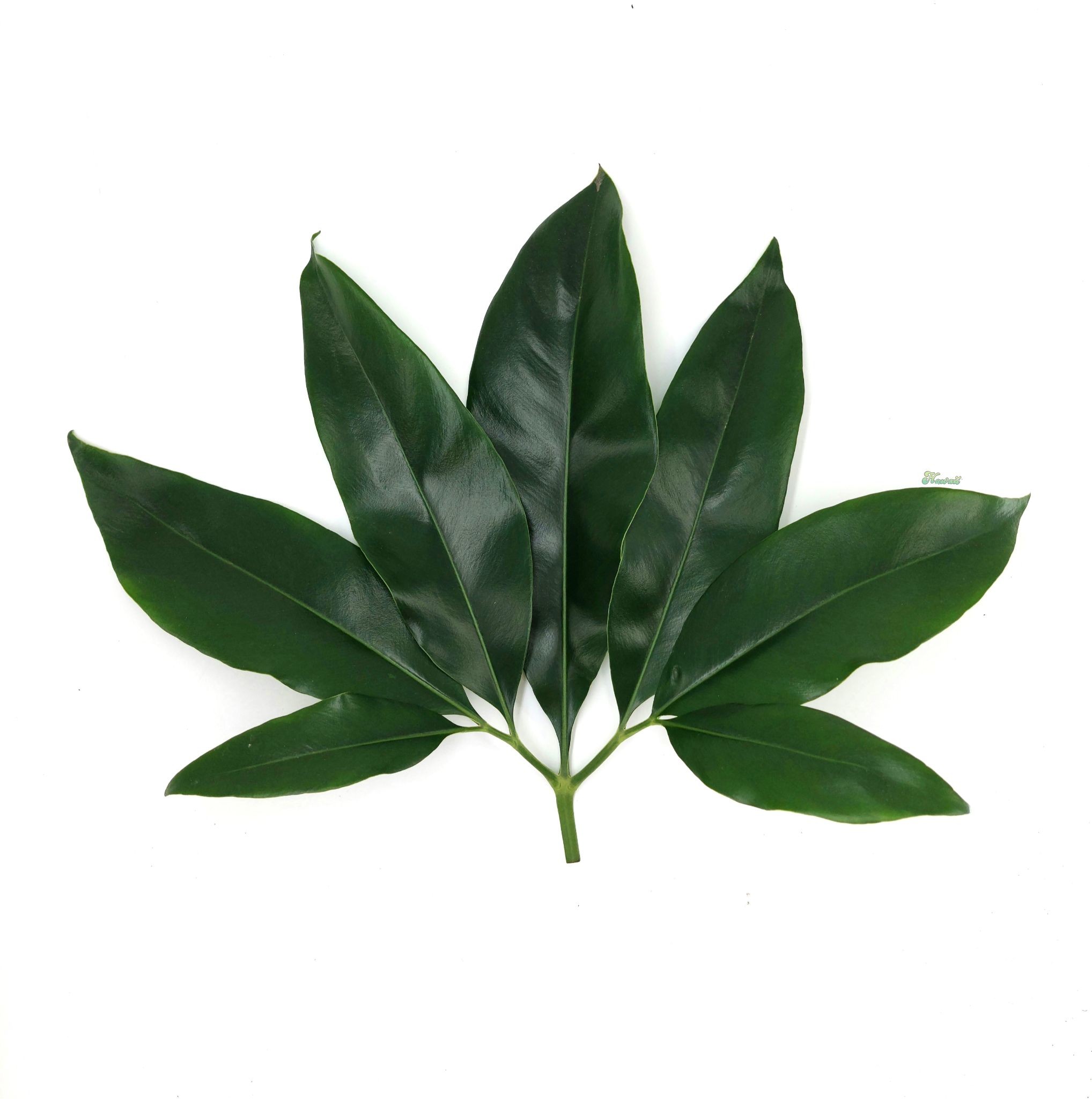 Philodendron Dino Feet | Hamiplant