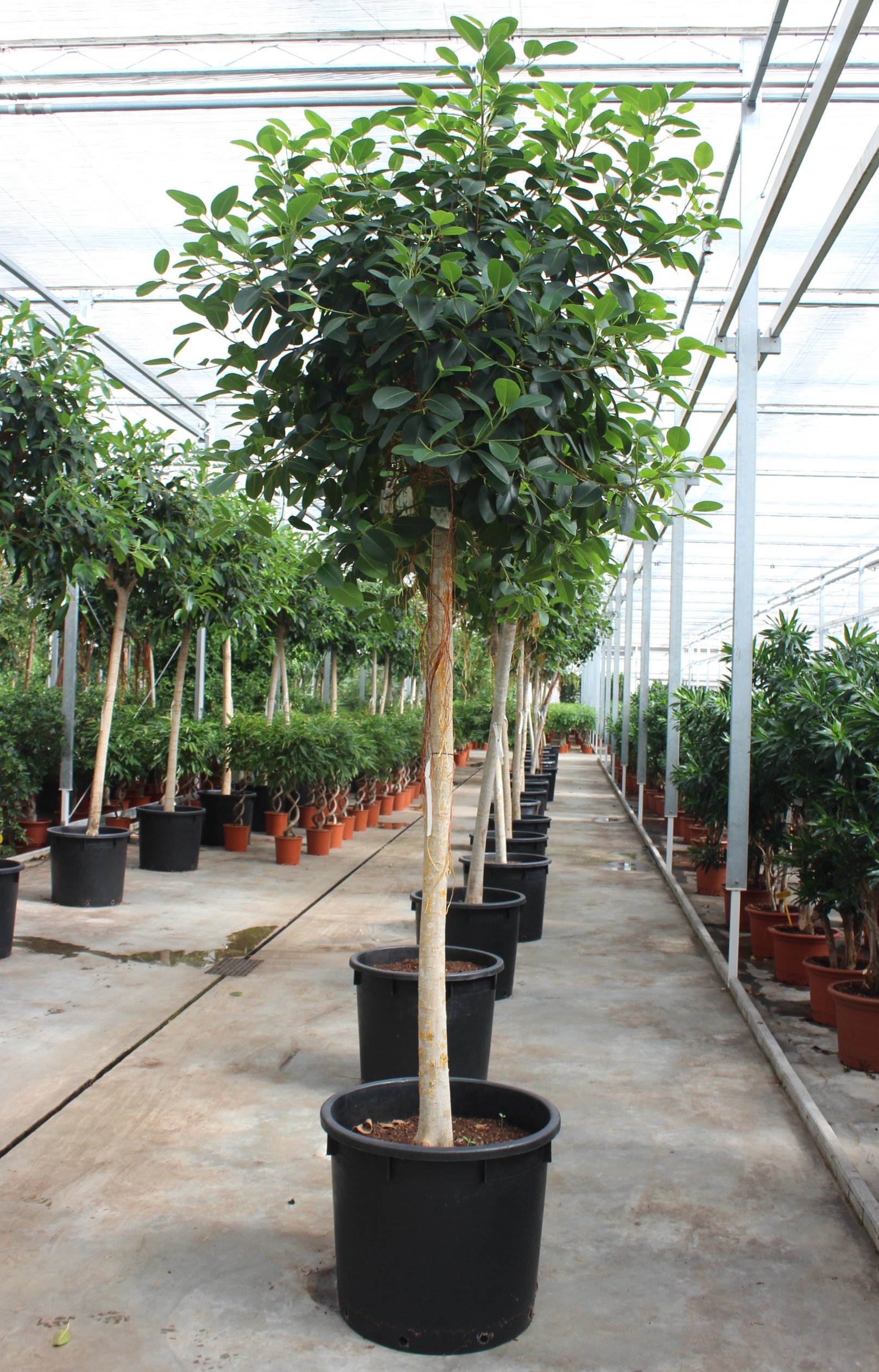Ficus Australis