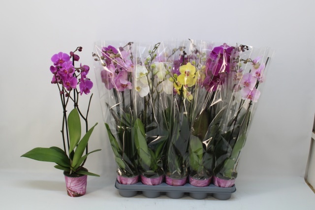 Phal Gem 5 Kl 12Ø 65cm