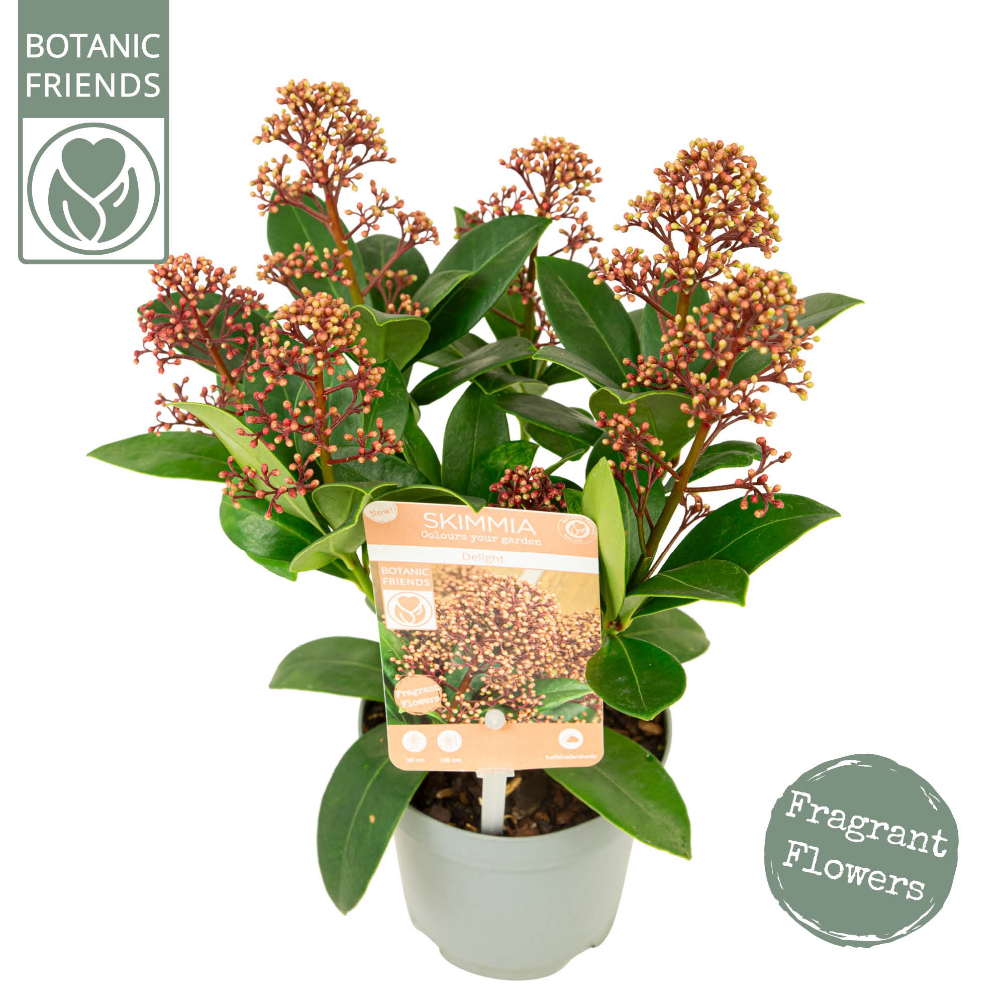 Picture of Skimmia jap. Delight P10.5