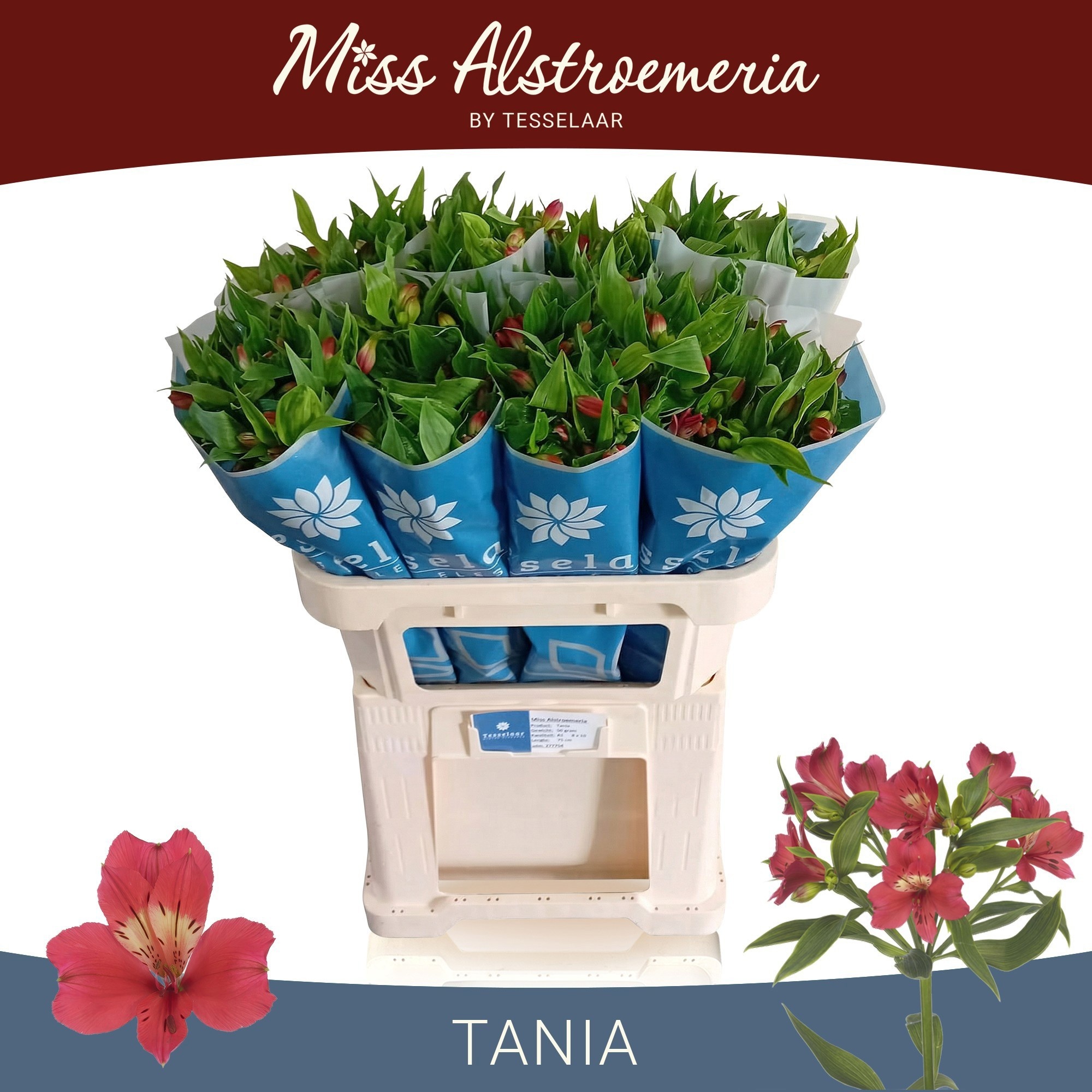 Alst Tania
