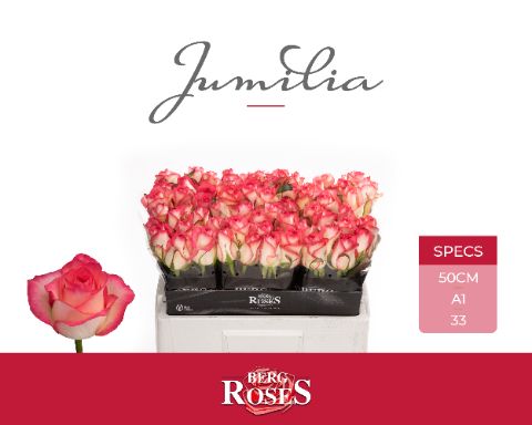 R Gr Jumilia