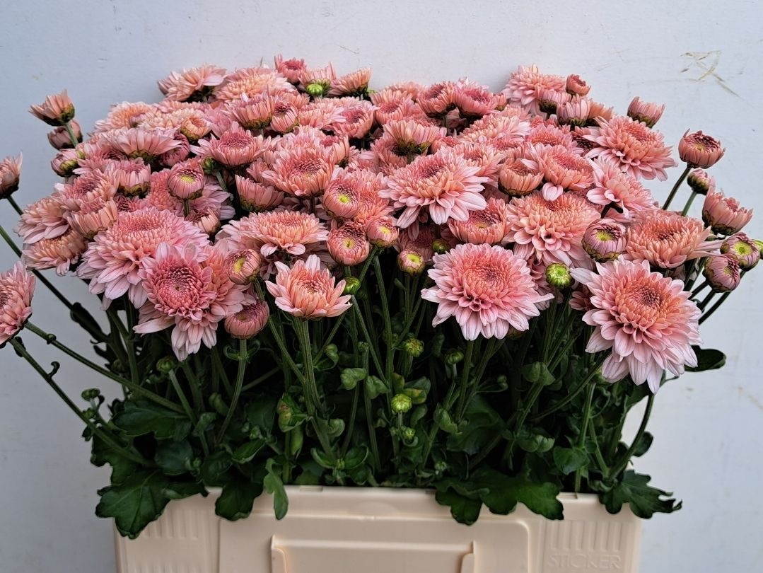 Chrysant T Gompie Pink 50gram