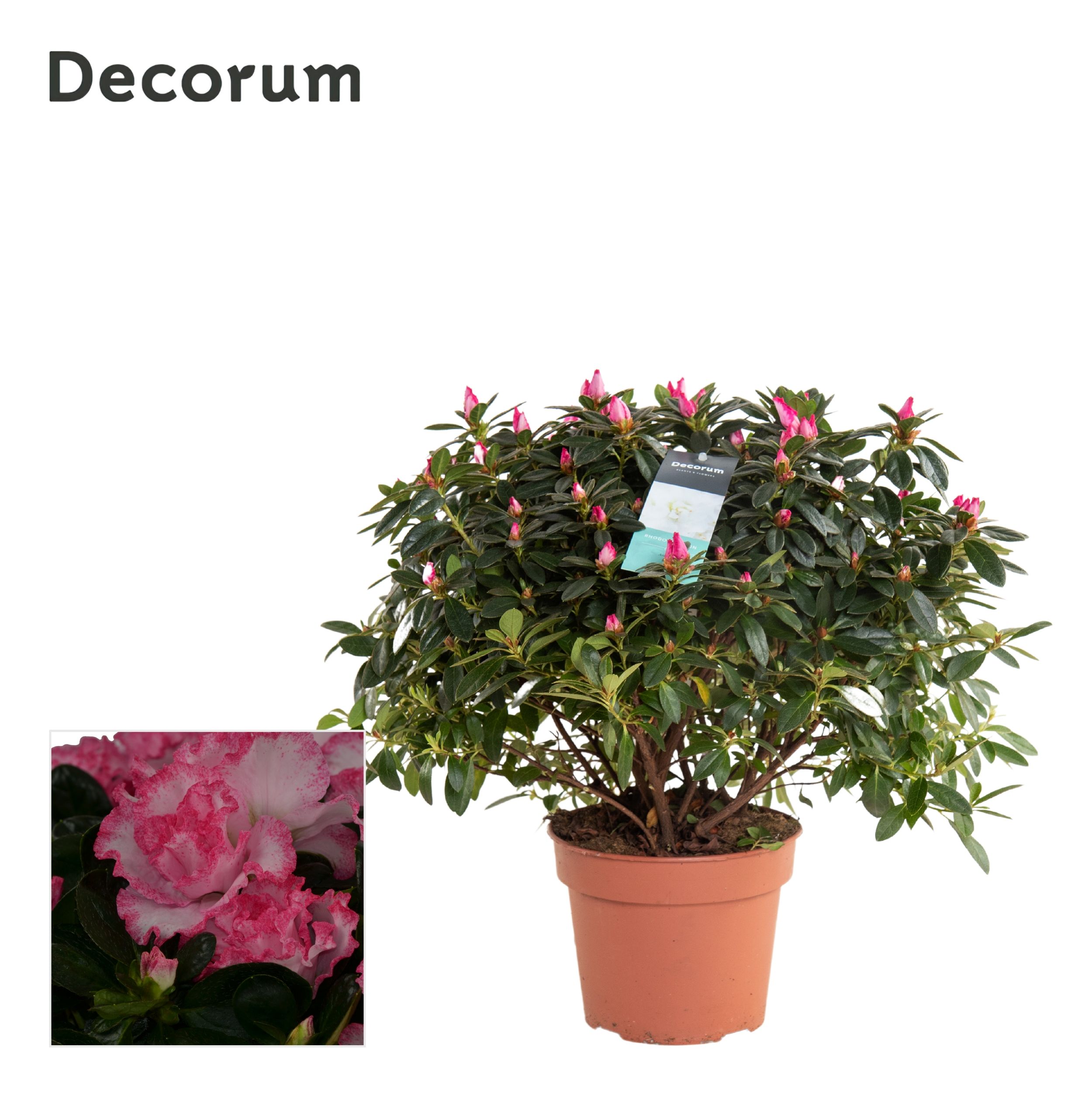 Picture of Rhododendron simsii (Azalea) Multicolours - Decorum P17 35CM