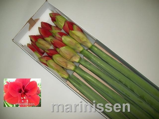 Hippeastrum Ferrari 4bl