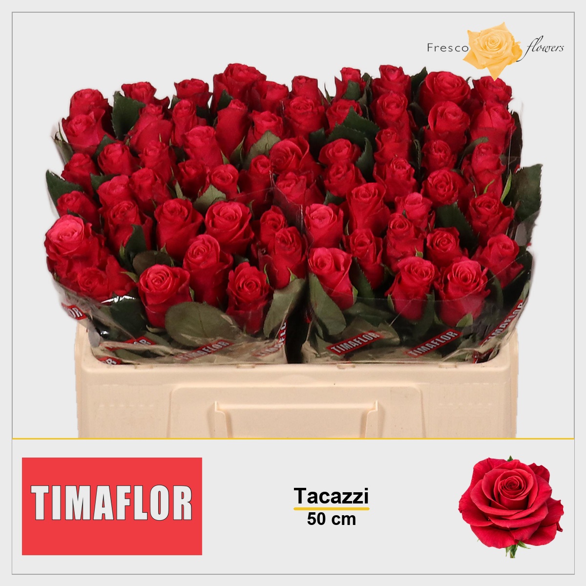 Rosa Tacazzi 50cm