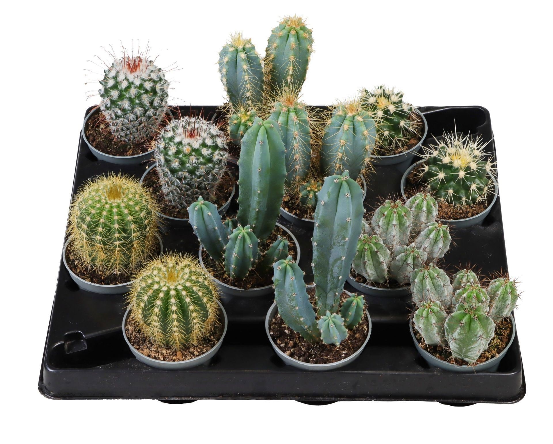 Cactus Mix
