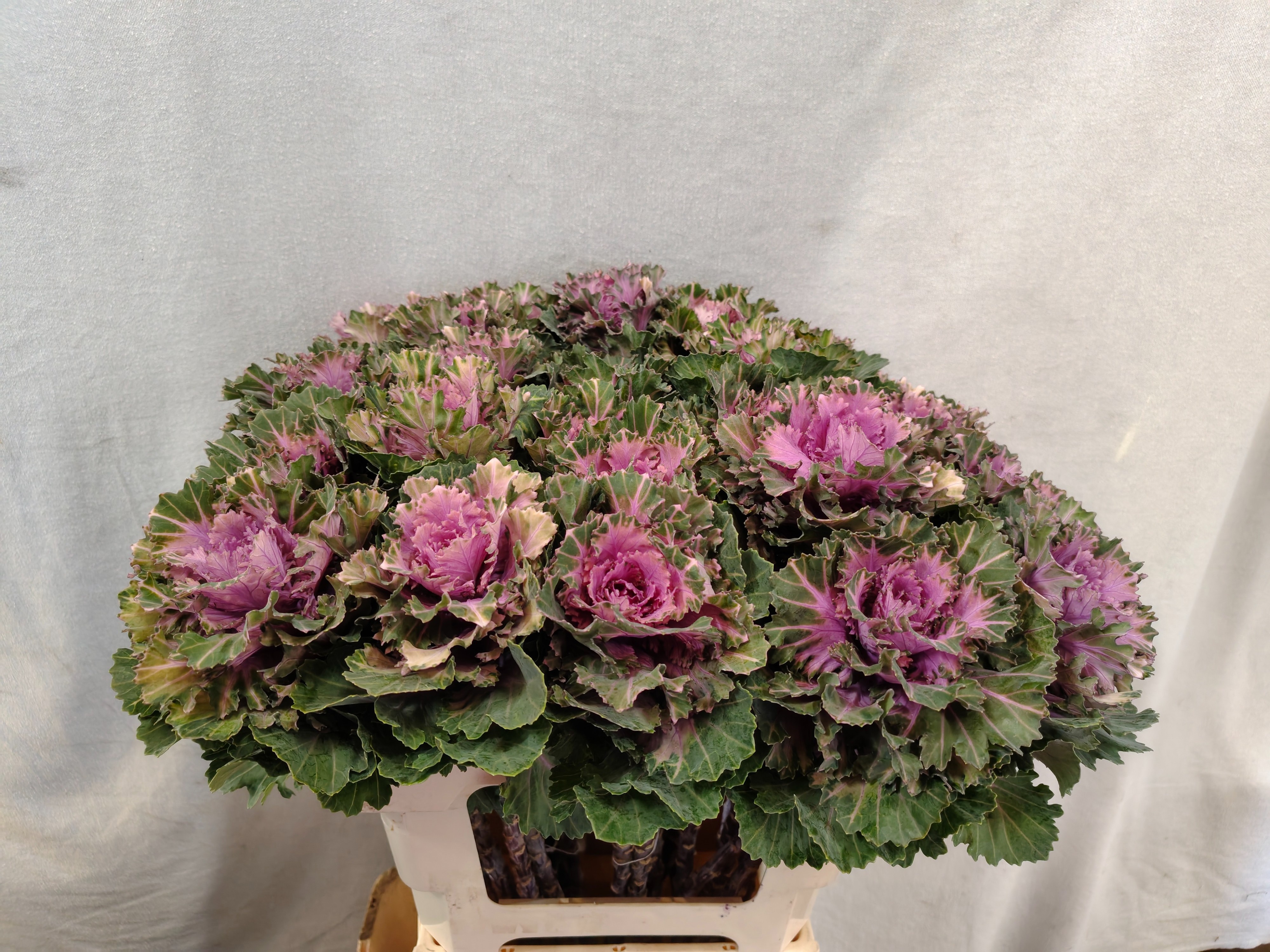 Brassica Ksenia 60cm