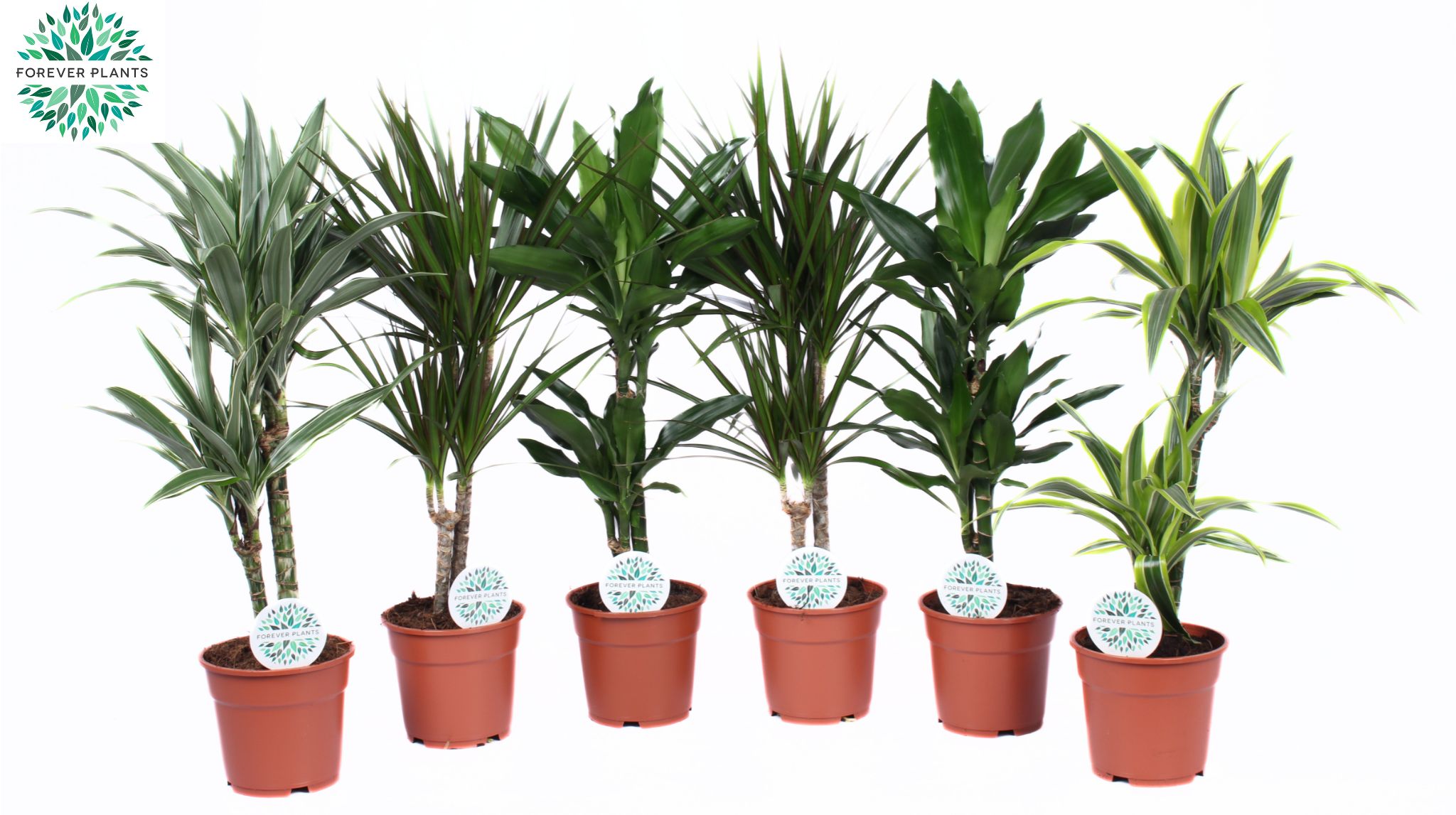 Picture of Houseplants Green Barbarosa varieties P17 60CM