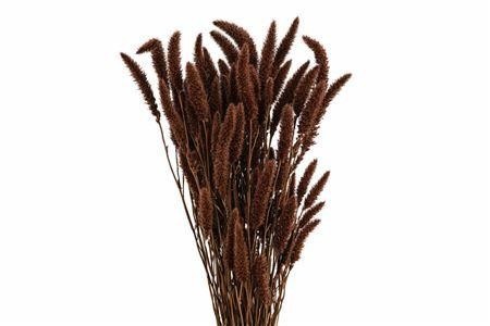 Dried/preserved Flowers Misc 70cm 200gram