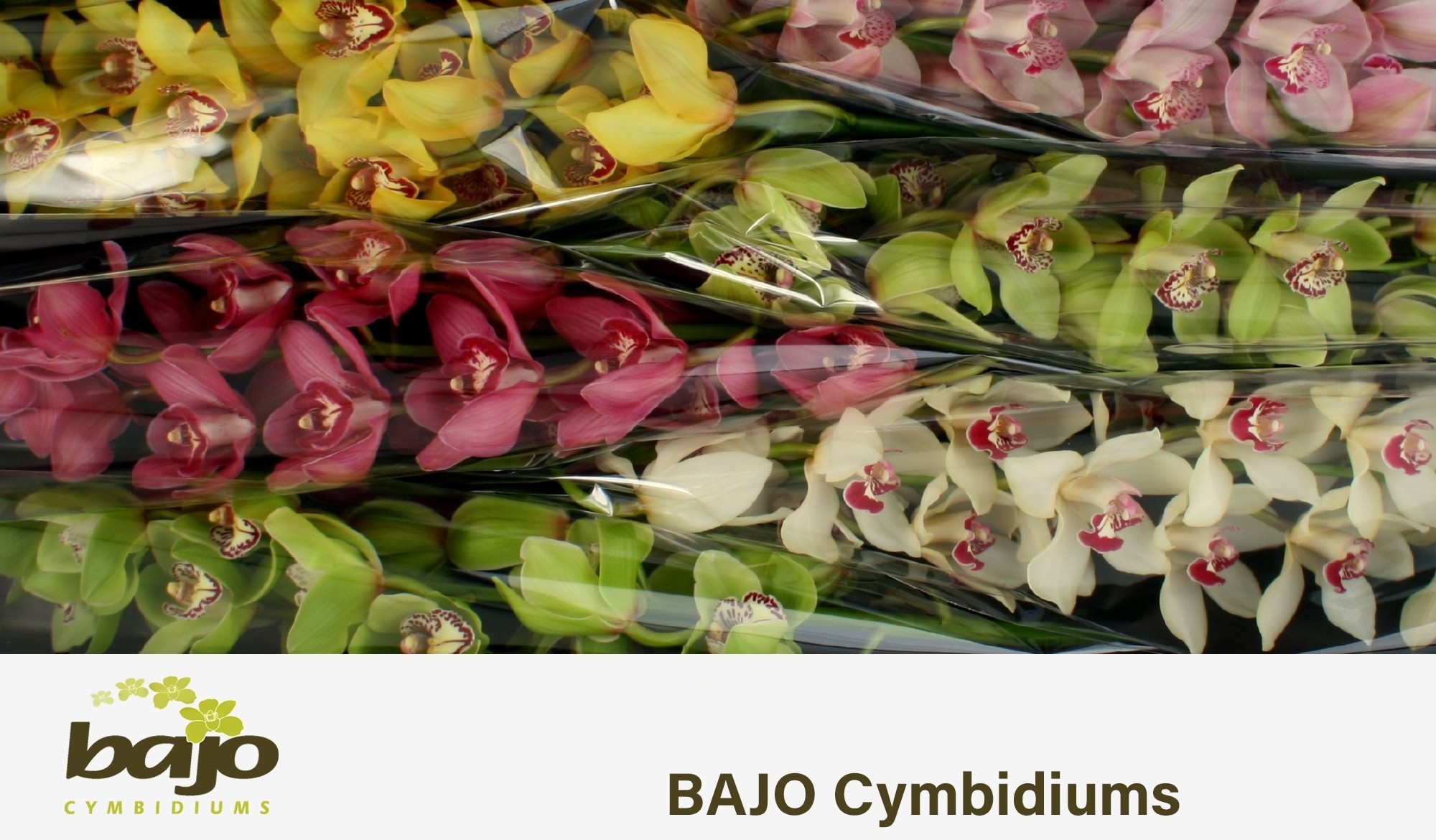 Cymbidium Asst 13bl