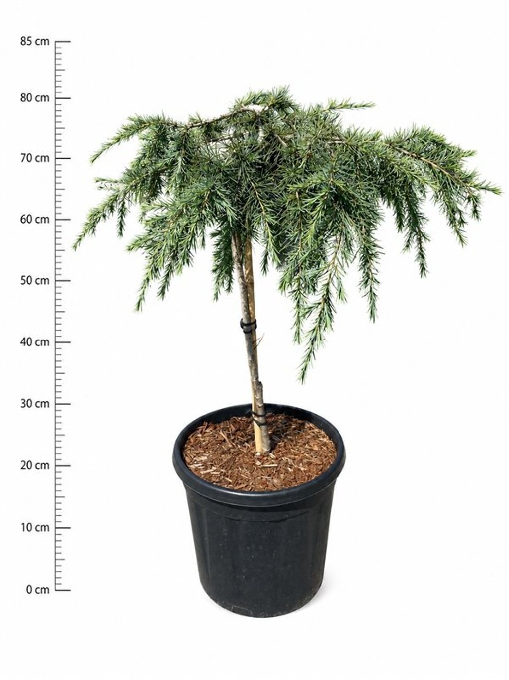 Cedrus deodara 'Feelin' Blue'