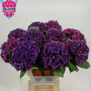 Hydrangea Royal King 60cm 14Ø