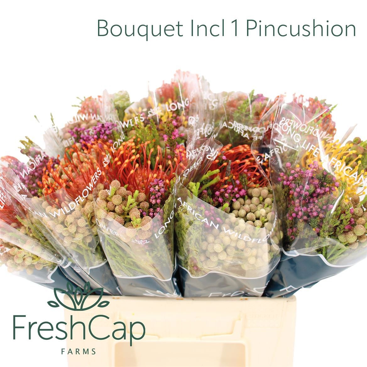 Cape Green Mixed In Bunch (BERZELIA) 40cm