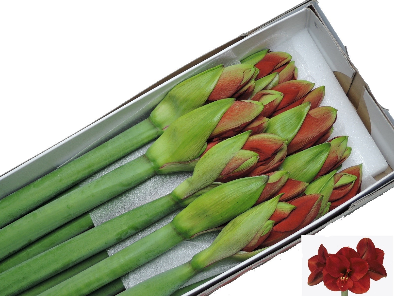 Hippeastrum Ferrari 4bl