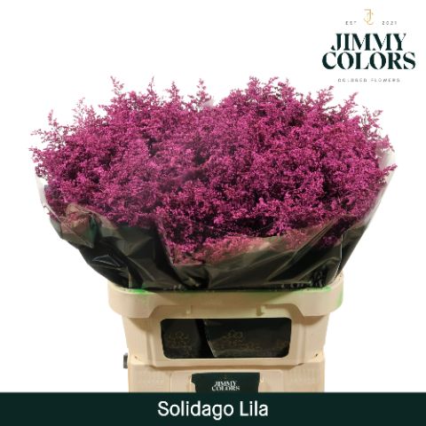 Solidago L70 Lila