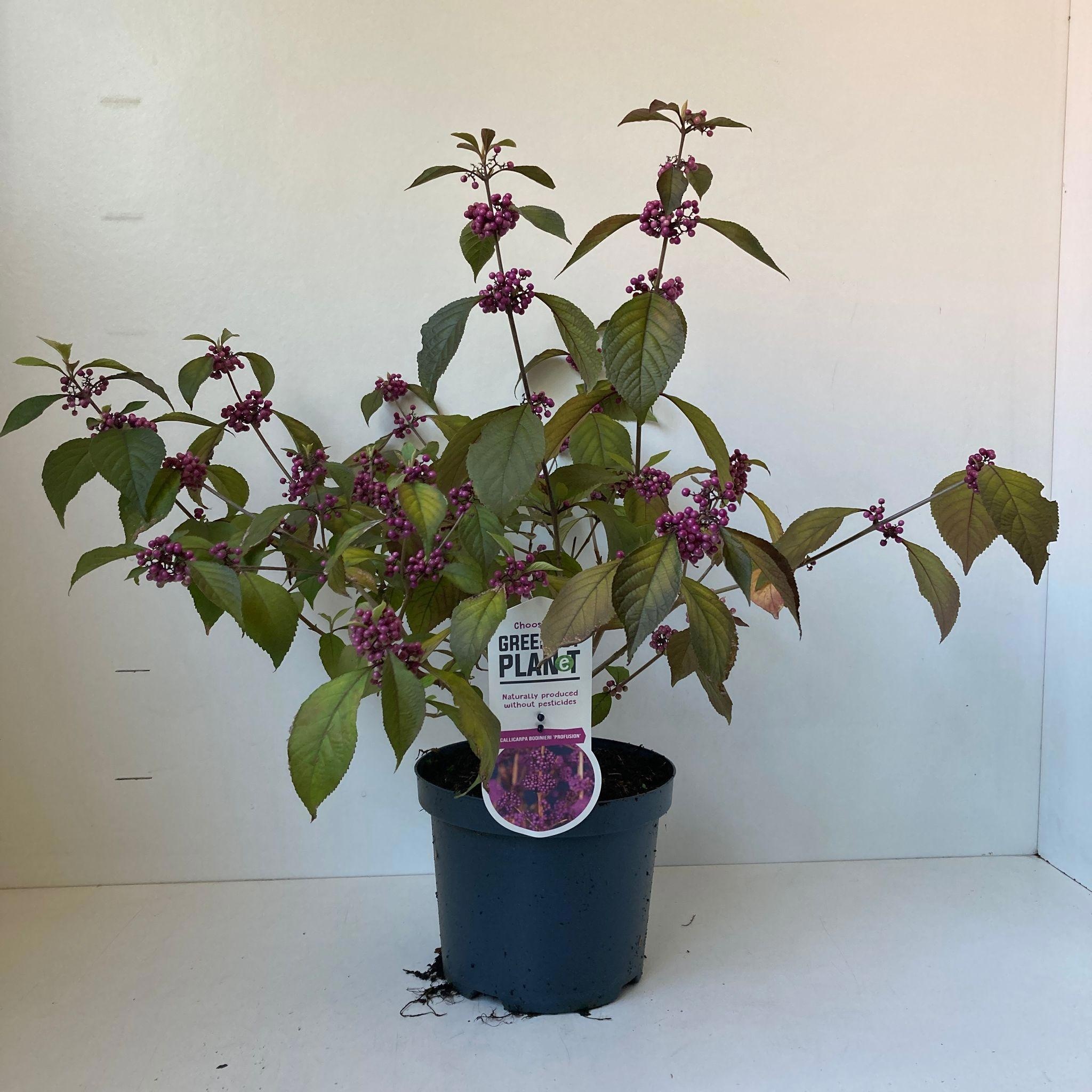 Picture of Callicarpa bodinieri 'Profusion'