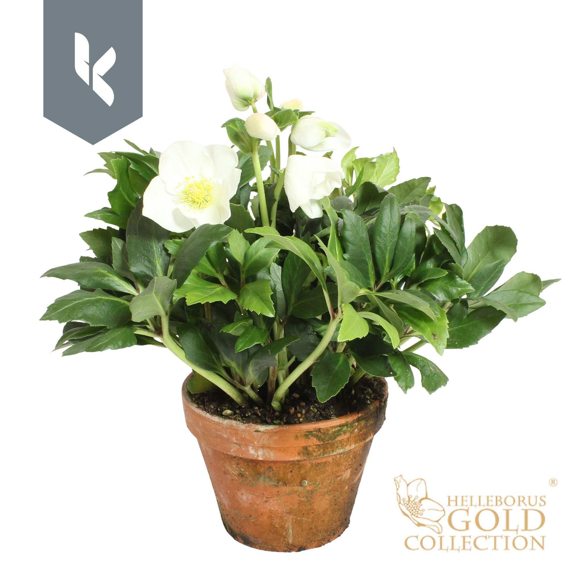 Helleborus HGC Helleborus Niger selectie in stenen pot