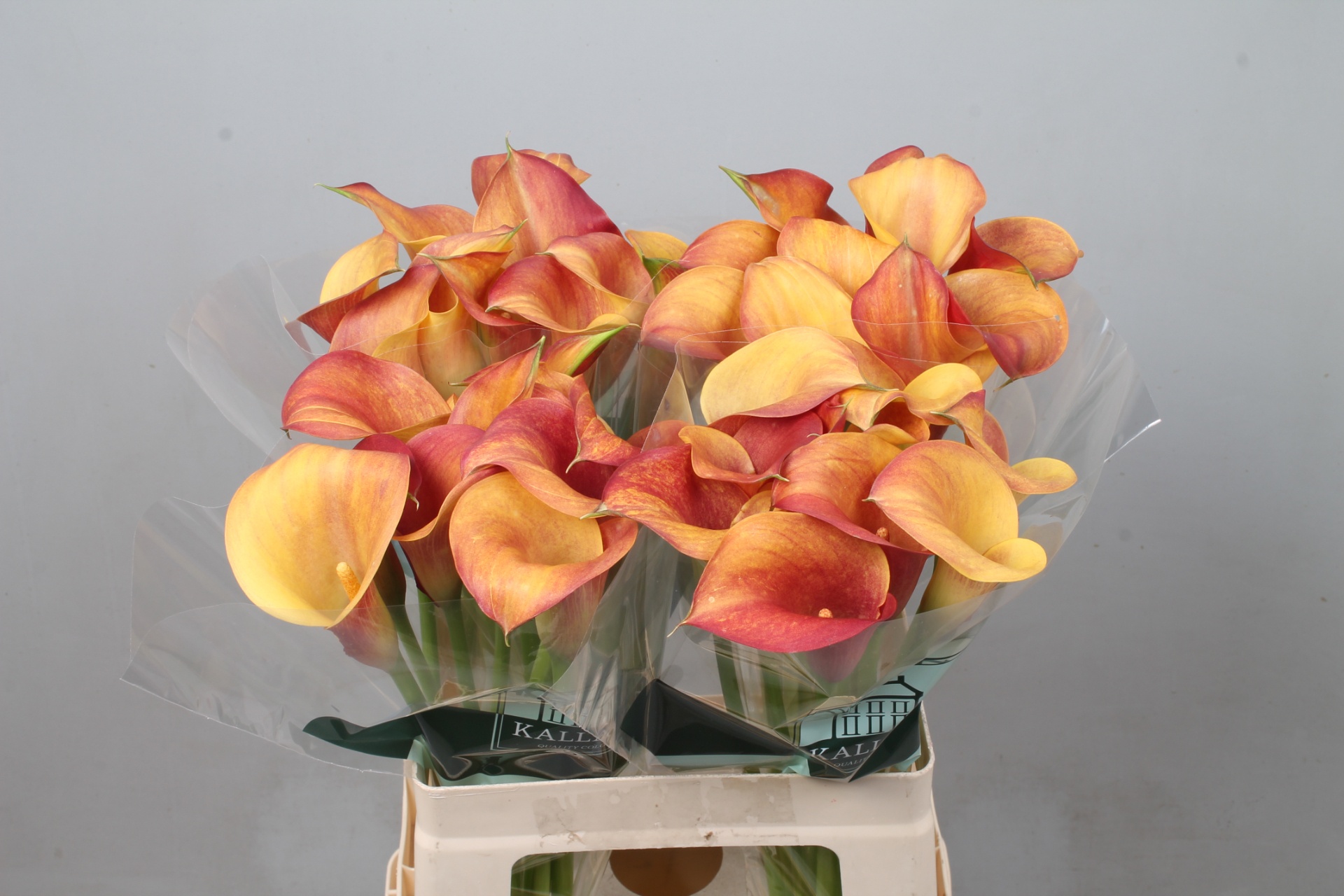 Calla Capt Trinity 60cm