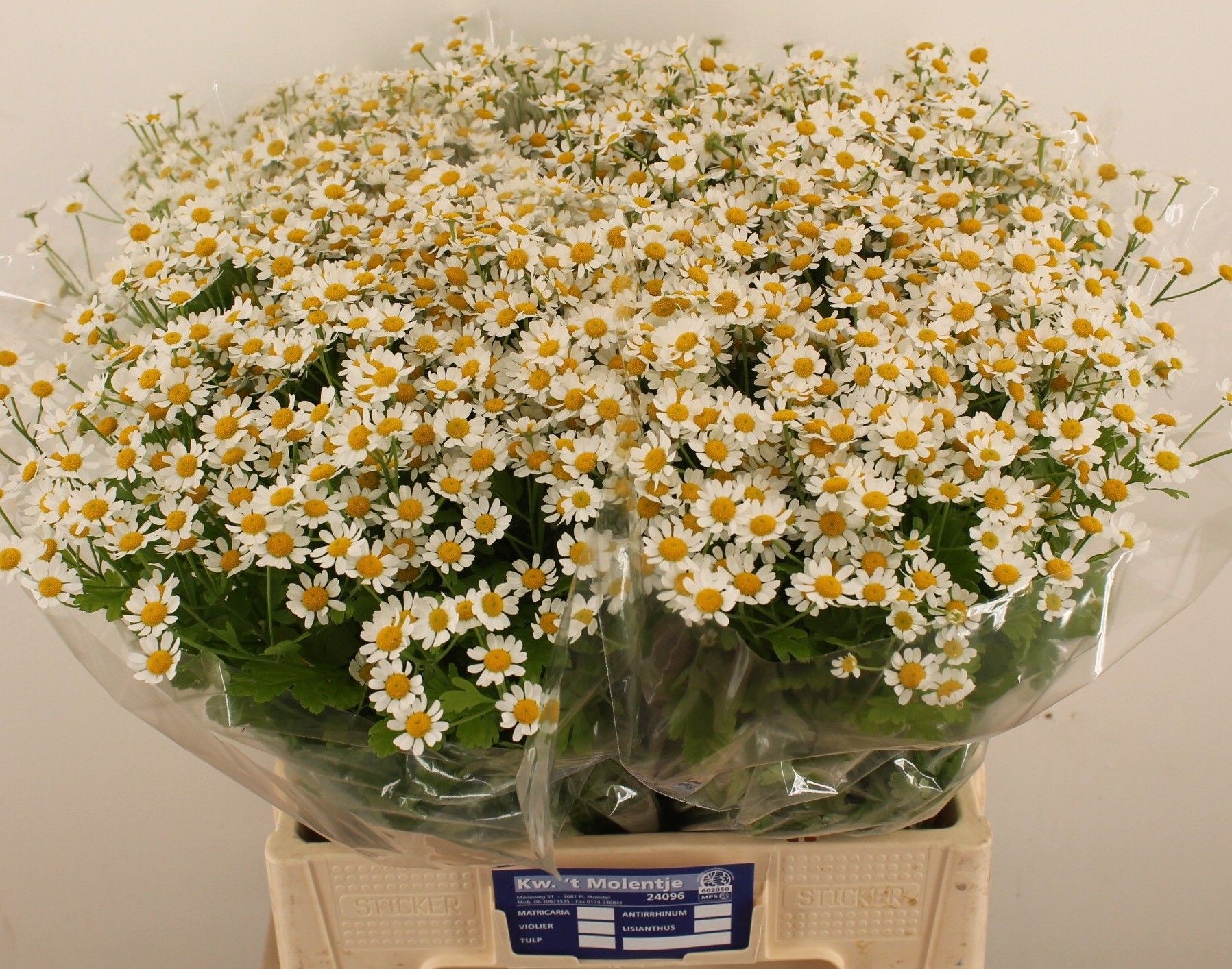 Tanacetum Single Vegmo 60cm
