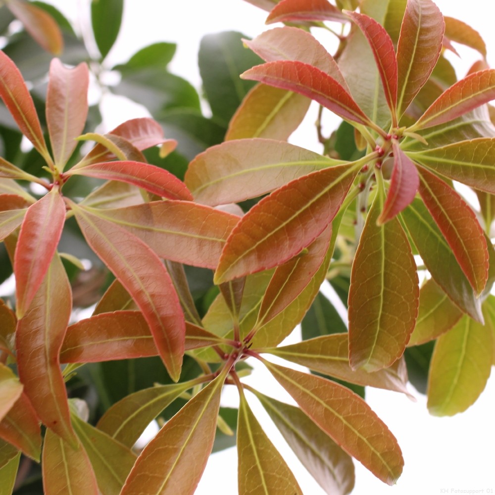 Picture of Pieris jap. 'Bonfire'