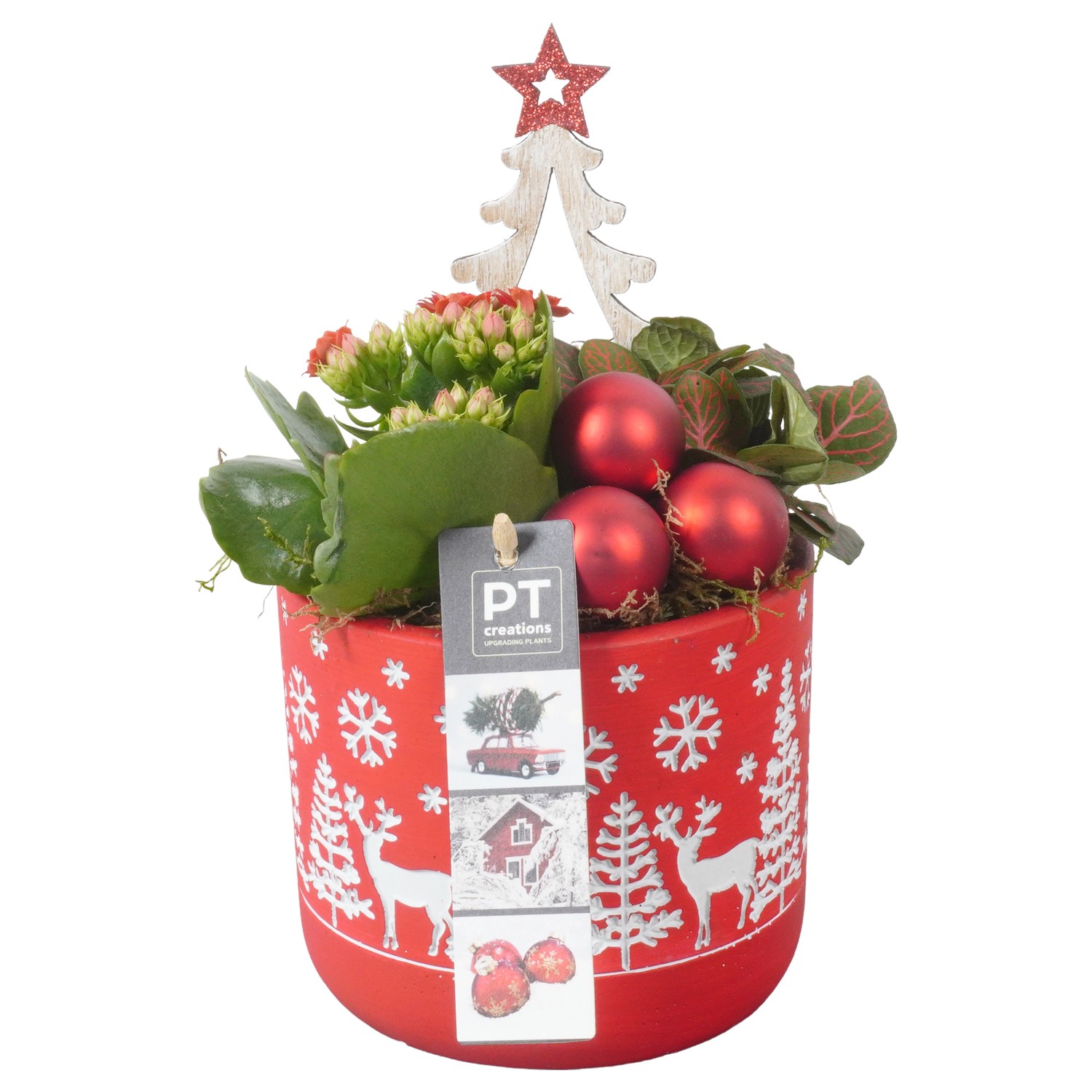 Picture of PTKB9392 Arrangement X-Mas in concrete pot P12 20CM