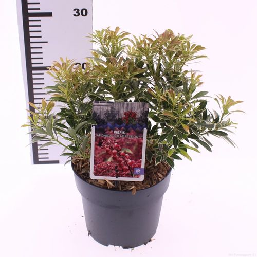 Pieris jap. 'Polar Passion' p17 Snepvangers