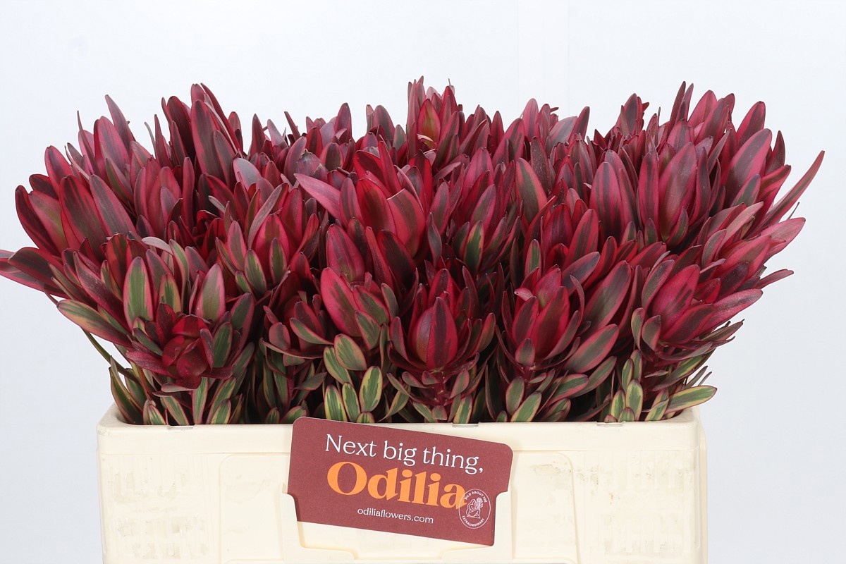 Leucadendron Jester 50cm